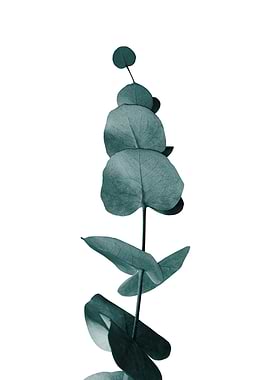 Eucalyptus Delight Glam 1