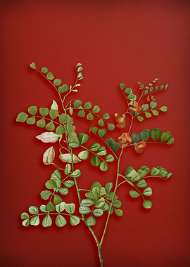 Spotted Bladder Senna