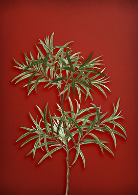 Bitter Willow on Red