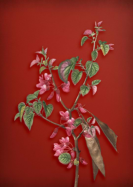 Blooming Judas Tree on Red