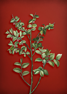 Bilberry on Red