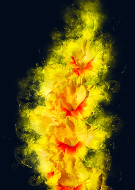 yellow gladiolus smoky