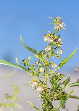 Cannabis plant