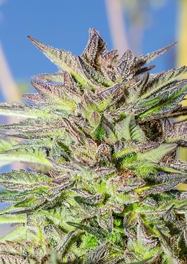 Female Cannabis plant