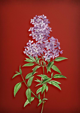 Persian Lilac on Red