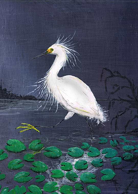 Twilight egret