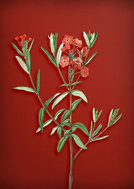 Bog Laurel Bloom on Red