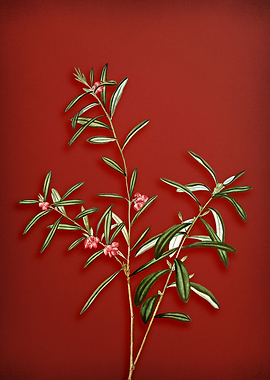 Bog Rosemary Bush on Red