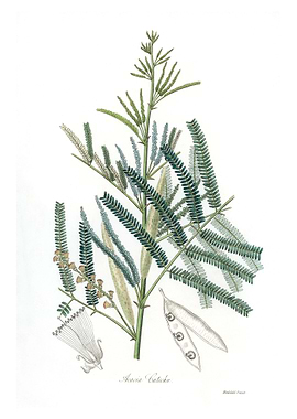 Mimosa catechu Acacia