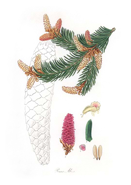 Norway spruce Pinus Abies