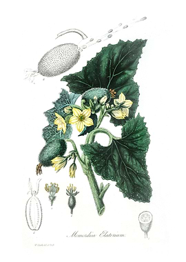 Momordica elaterium