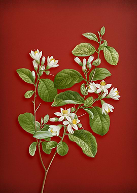 Snowdrop Bush on Red