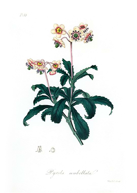 Lyrola umbellata