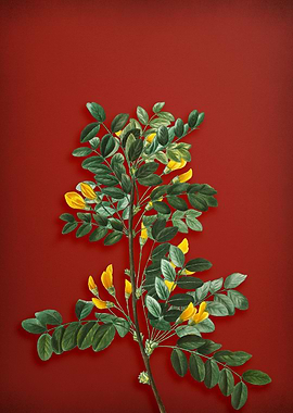 Siberian Pea Tree on Red