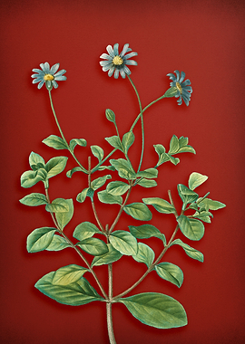 Blue Marguerite on Red