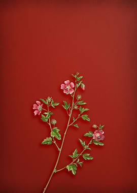 Cape African Queen on Red