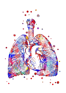 Heart and lungs