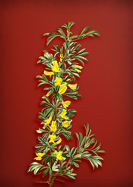 Caragana Spinosa on Red