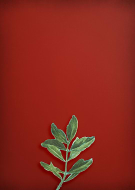 Buxus Colchica Twig on Red