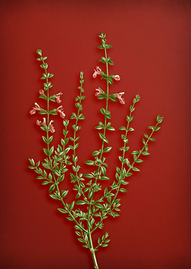 Cat Thyme Plant on Red