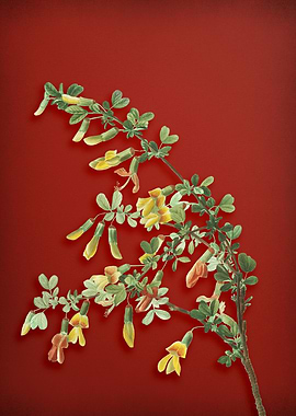 Caragana Sinica on Red