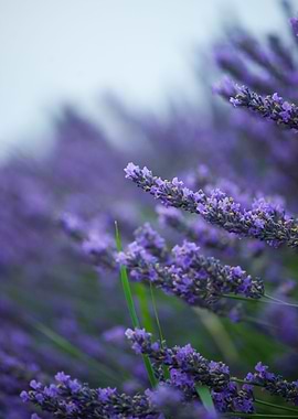 Lavender 2