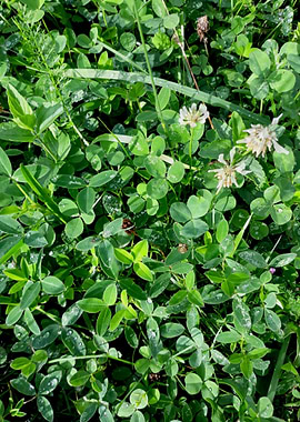 Clover after the rain