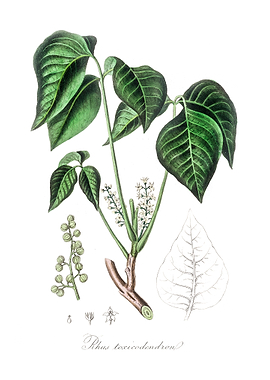 Poison ivy Rhus