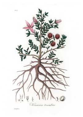 Rhatany krameria triandrea