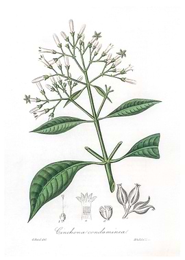 Quinine bark Cinchona
