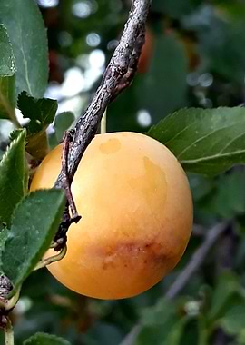 Yellow Mirabelle cherry