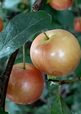 Mirabelle cherry plums