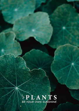 Plants Sunshine