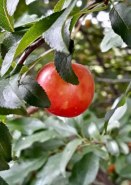 Red Mirabelle cherry plum