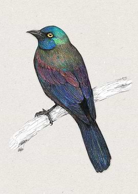 Common Grackle