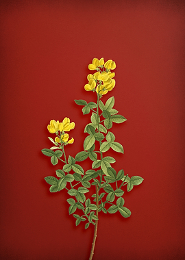 Common Cytisus