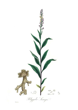 Polygala senega