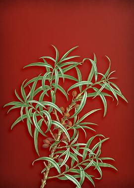 Common Sea Buckthorn