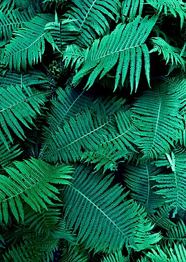 Fern leaves