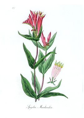 The woodland pinkroot