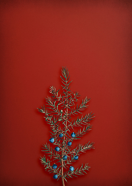 Common Juniper on Red