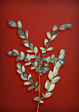 Creeping Willow on Red