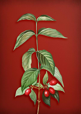 Cornelian Cherry on Red