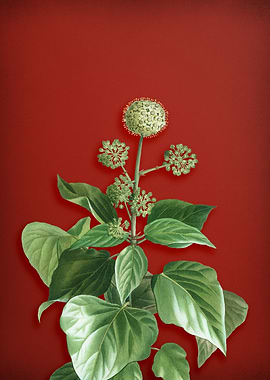 Common Ivy on Red