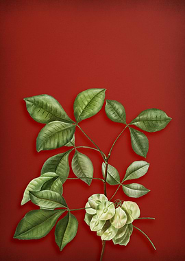 Common Hoptree on Red