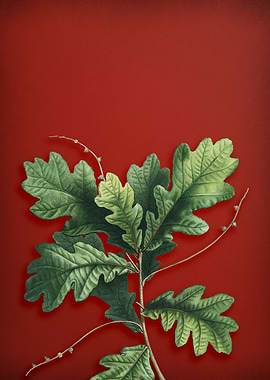 English Oak on Red