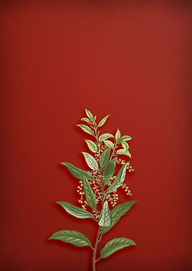 Evergreen Oak on Red