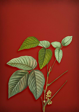 Eastern Poison Ivy on Red