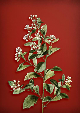 Eastern Baccharis on Red