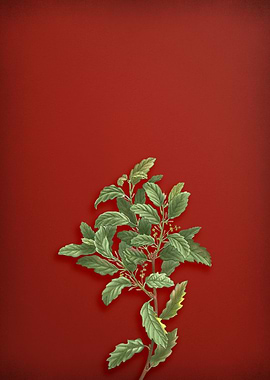 Evergreen Oak on Red